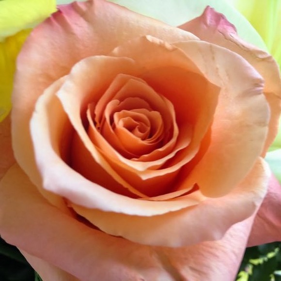 Meet your Posher, Sarah - Picture 1 of 1